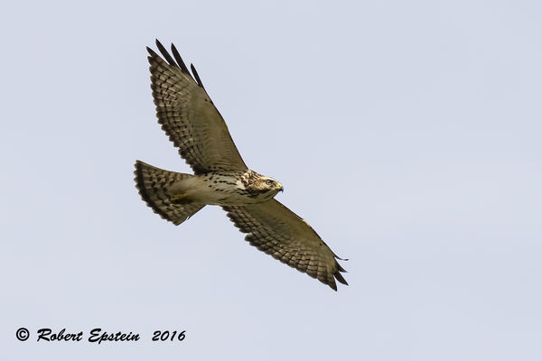 Light Juvenile Broad-winged Hawk...