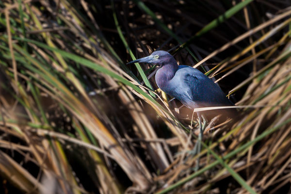 Little Blue Heron in the rushes!...