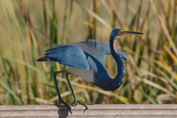 Tricolored Heron ready for flight....