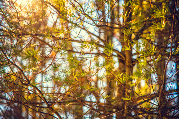 Winter sun through the pines...