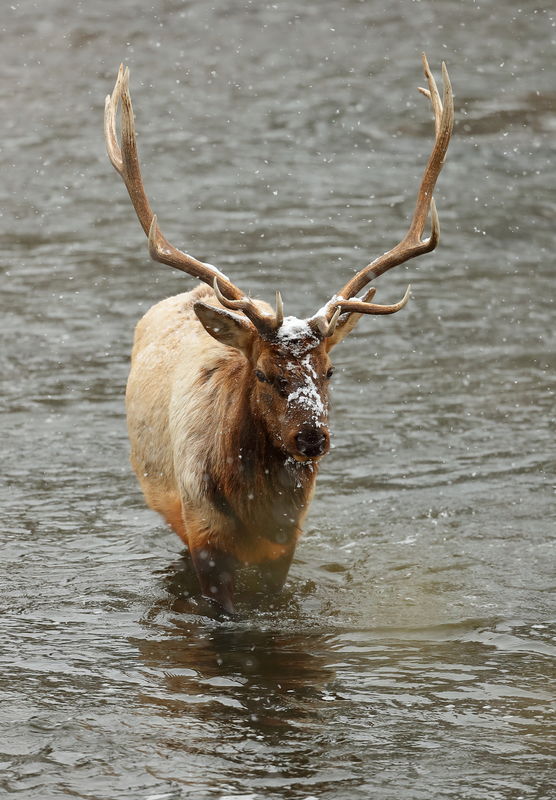 Bull elk crossing the Madison River...