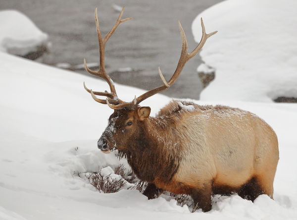 Bull Elk...