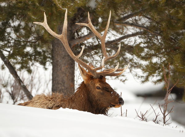 Bull Elk resting along the Madison River...