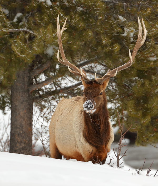 I like the snow on the nose of this bull elk...