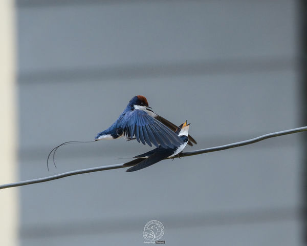 Wire tail Swallows - courtship...