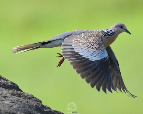Spotted Dove - take off!...