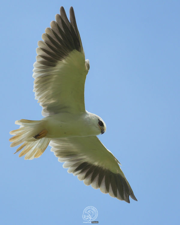 Black Shouldered Kite - Hover...