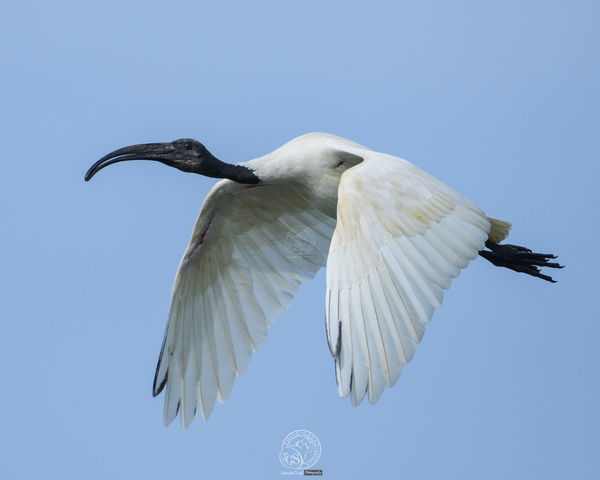 Black Headed Ibis - Fly by......