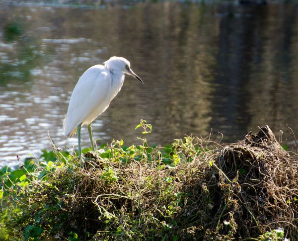 A snowy Egret that I want to play around wiith in ...