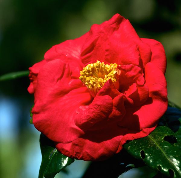 REd Camellia...