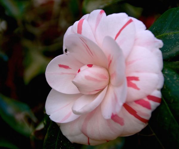 White Camellia...