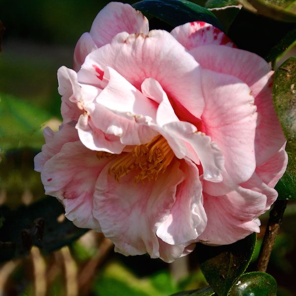 Pink and White Camellia...