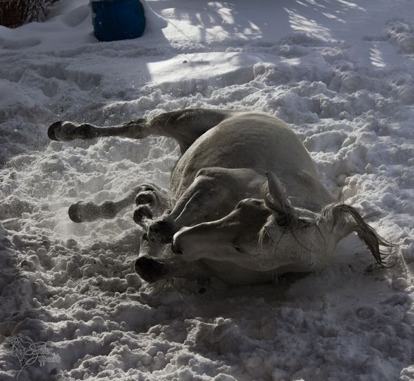 Oscuro, enjoying a roll in the snow...