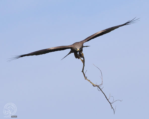 Black Kite - nesting material...
