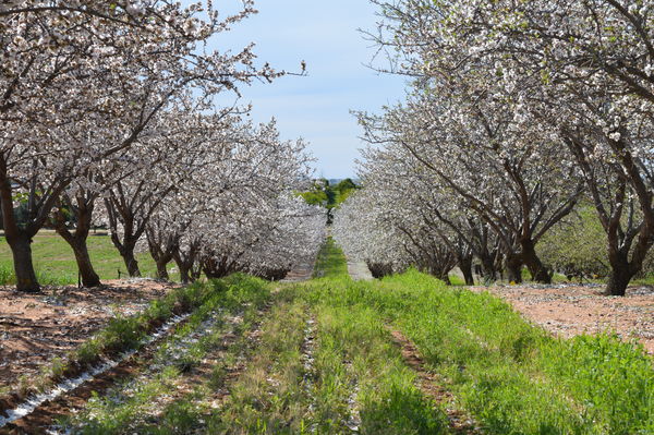Almond trees, Swan Reach - South Australia...