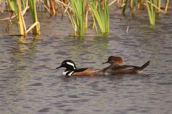 Mergansers at 800mm, cropped about 50%...