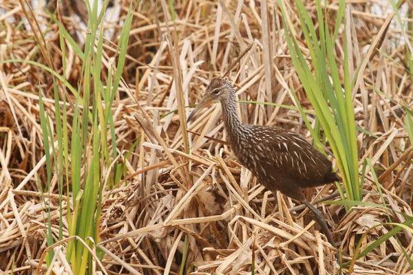Limpkin chick, 800mm, cropped about 50%...