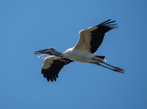 Wood Stork with nesting material...