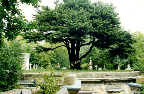 The tree (Cedar) growing on top of the crypts...