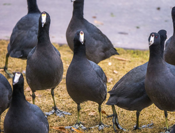 Coot Convention...