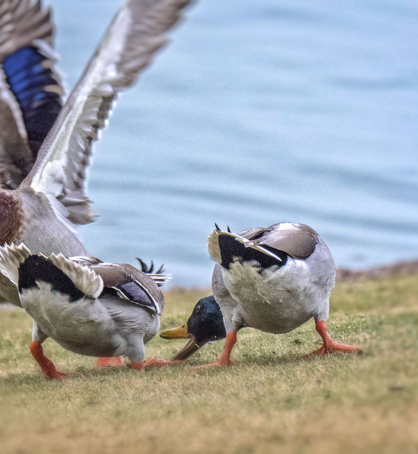 Duck squabble...