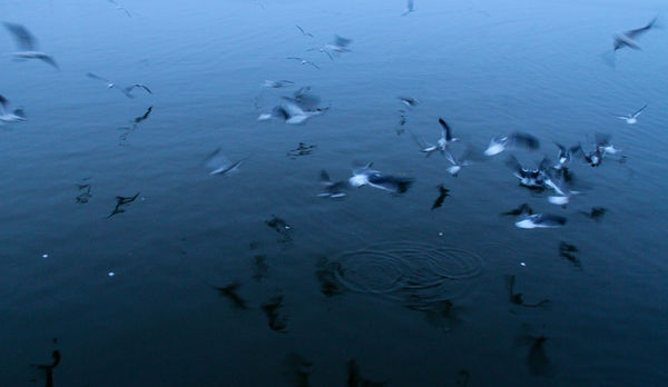 #2 Circling seagulls.  Taken at 5:28pm....