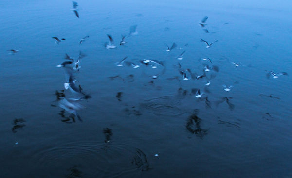 #3  Circling seagulls.  Taken at 5:28pm....