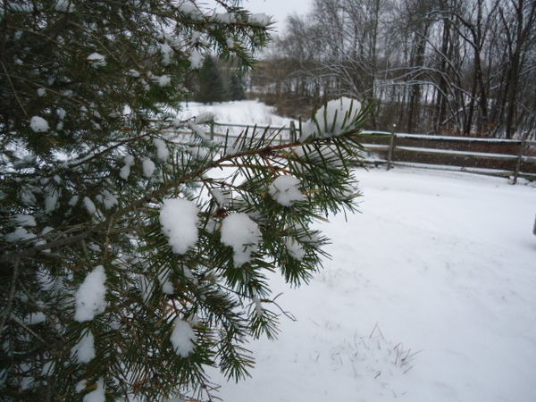 Snowy branch...