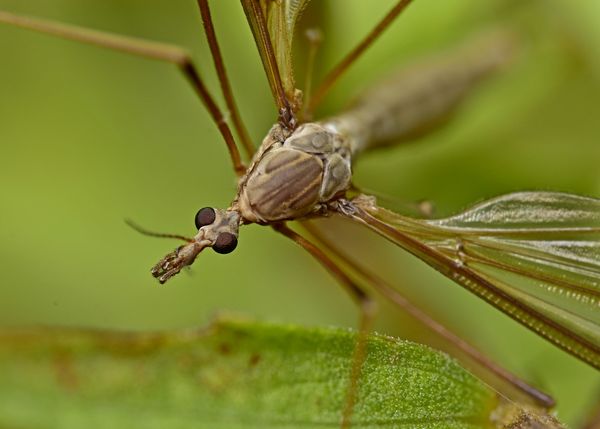 Crane Fly (Tipula paludosa)...