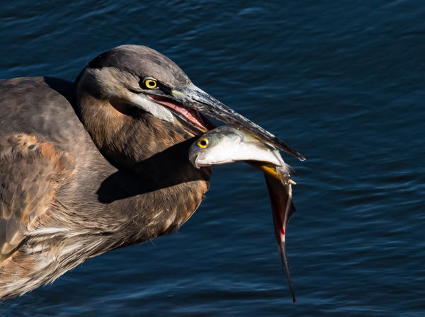 4. Great blue heron with catch...