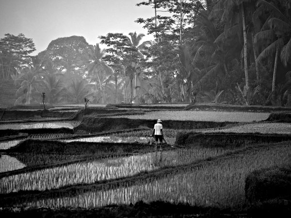 1 Daybreak at the rice fields...