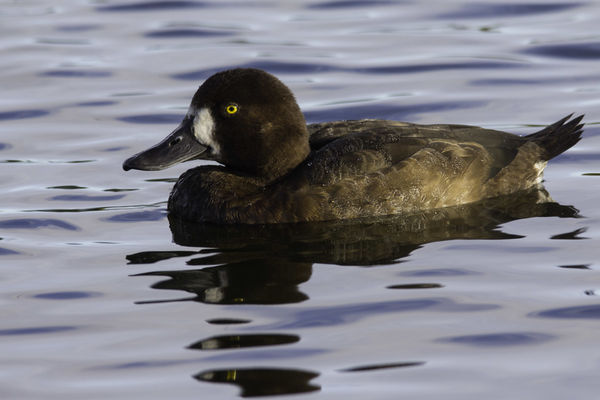 Female Greater Scaup...