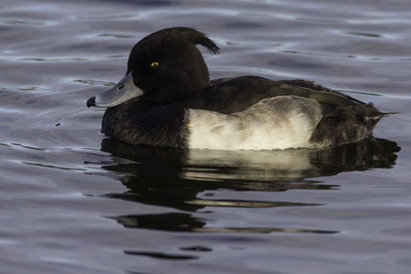 Male Tufted Duck...