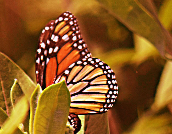 Monarch butterfly...