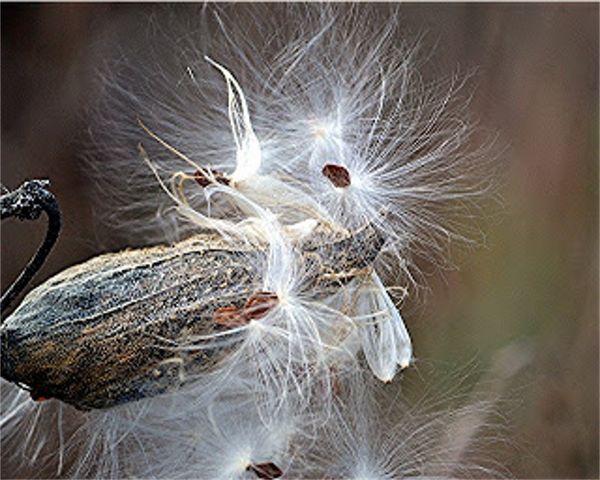 milkweed pod seed burst...