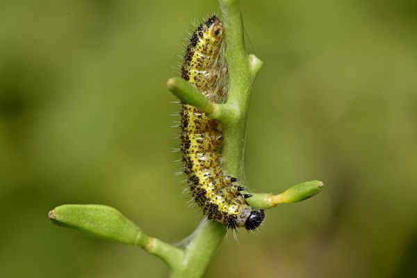 Large White butterfly caterpillar...