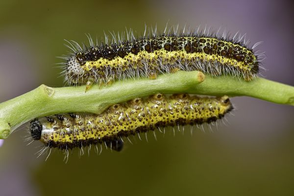 Large White butterfly caterpillars...