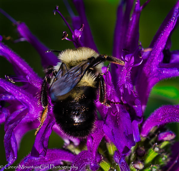 Bee on flower - true macro...