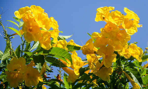 #10  I thought the colorful yellow bells with the ...
