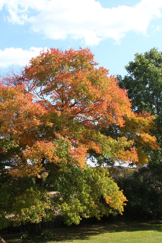 fall   Same tree changing seasons...