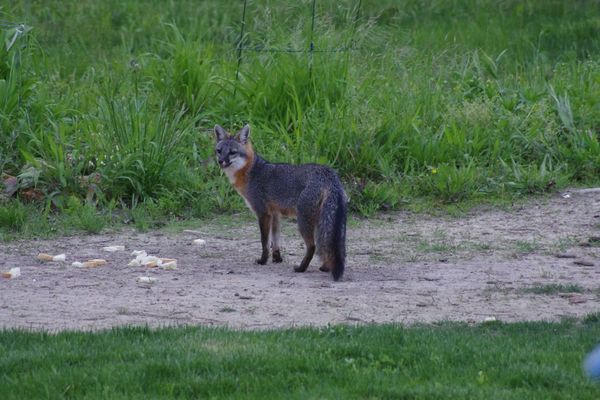 Grey fox in our yard...