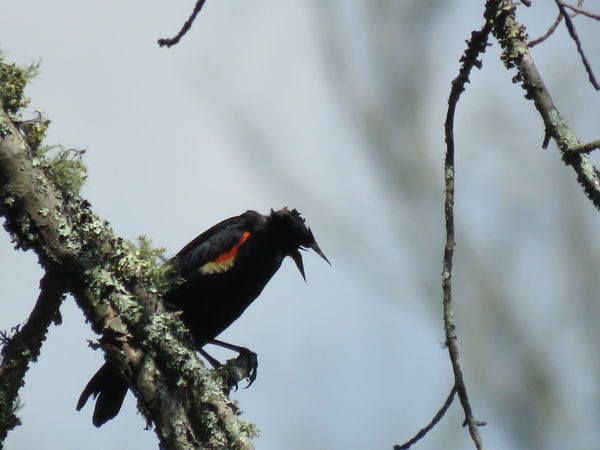 red winged blackbird at sam's bird sanctuary...