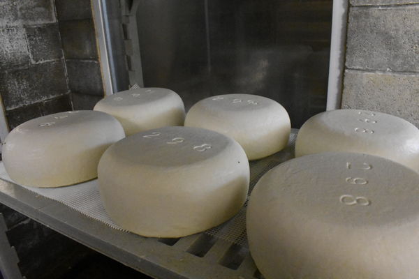 huge wheels of curring cheese...