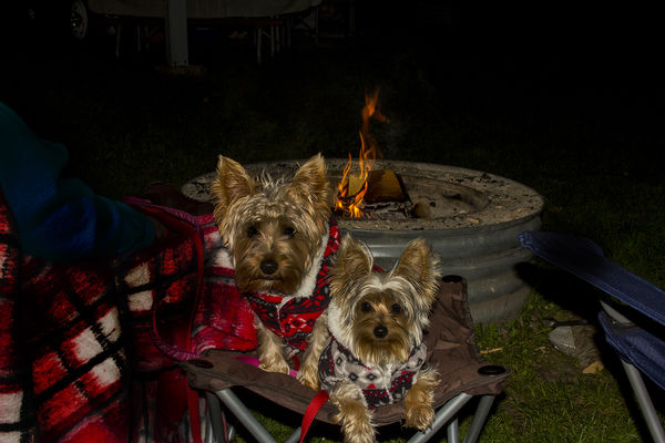 My camping buddies with their winter coats on!...