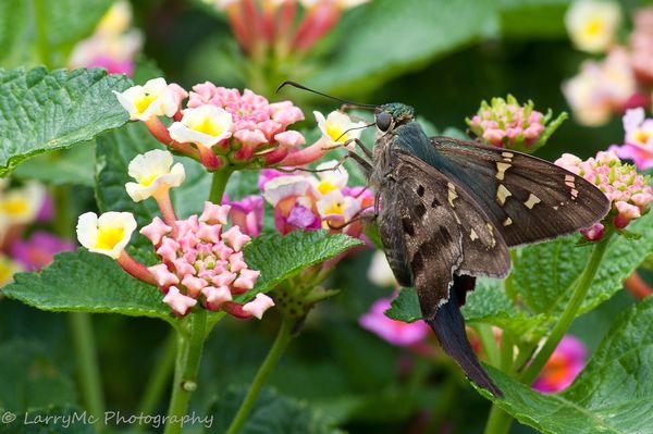 Long Tail Skipper sipping on Lantana Floret...