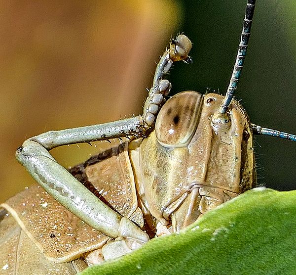 Even grasshoppers have to scratch sometimes....