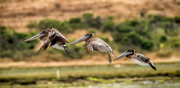 Pelicans in flight...