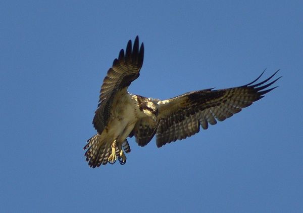 Osprey hovering above his next meal waiting for ju...