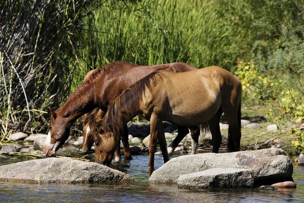 Wild horses on the Salt River...