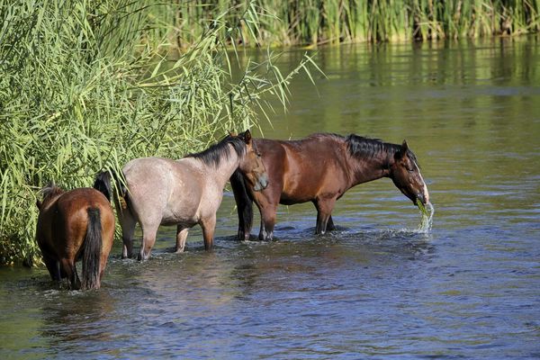Grazing in the river...